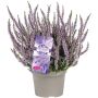 Kanarbik Herbstlavendel Ø 13 cm