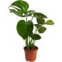Meeldiv monstera Ø 17 cm