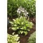Hosta  Colored Hulk