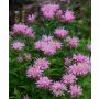 Monarda Pink Frosting C2