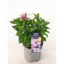Monarda Pink Frosting C2