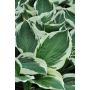 Hosta Francee