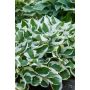 Hosta Francee