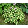 Hosta Wide Brim