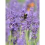 Tähklavendel Munstead