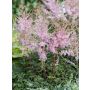 Lihtlehine astilbe Hennie Graafland