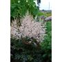 Astilbe Arendsii Bronzlaub