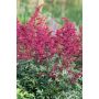 Astilbe Etna