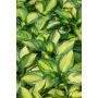 Hosta Great Expectation C1,4