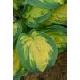 Hosta Great Expectation C1,4