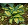Hosta Great Expectation C1,4
