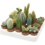 Kaktus Mix Ø 5,5 cm