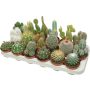 Kaktus Mix Ø 8,5 cm