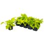 Kuld-nõelkõis Golden Pothos Ø 12 cm