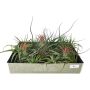 Tillandsia mix Ø 7 cm