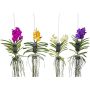 Vanda mix                          