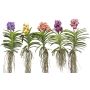 Vanda mix XXL 80 cm
