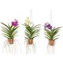 Vanda mix potis Ø 14 cm