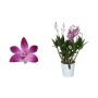 Dendroobium Berry Oda 4-vart  Ø 12 cm