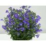 Lobeelia  Ø 9 cm
