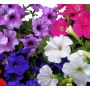 Petunia  Ø 9 cm