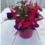 Fuksia Ø 10,5 cm