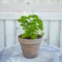 Maitsetaim kähar petersell Ø 8 cm