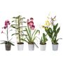 Orhidee valik Ø 12 cm