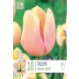 Tulp Kapiteyn Mango Charm 10 tk