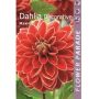 Daalia Kapiteyn Decorative Red/Yellow 1 tk