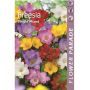 Freesia Singel mix 7 tk