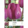 Tulp Triumph Negrita 10 tk