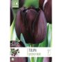 Tulp Queen of Night 10 tk