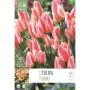 Tulp Quebec 10 tk