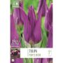 Tulp Purple Dream 8 tk