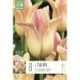 Tulp Elegant Lady 8 tk