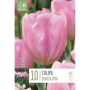 Tulp Synaeda Amor 10 tk