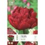 Tulp Double Late Salcido 8 tk