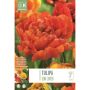 Tulp Douple Late Sunlover 8 tk