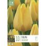Tulp Friendship 10 tk