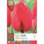 Tulp Kapiteyn Red Van Eijk 10 tk