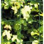 Aiavõrk Hortus roheline 60 cm x 25 m