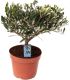 Tsitruse-ja oliivipuude valik Ø 14 cm