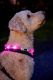 LED-valgustusega kaelarihm koerale Airam Roosa Nauha roosa