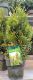 Harilik elupuu Smaragd Variegata Ø 17 cm
