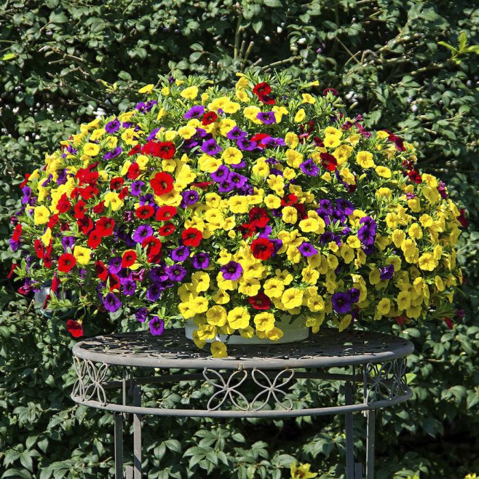 Suvelilleampel Trixi Ø 25 cm