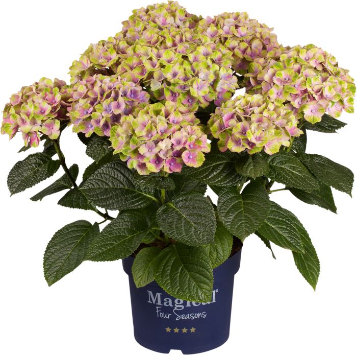 Hortensia Magical Ø 23 cm