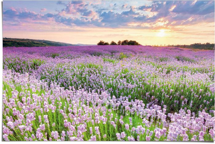 Poster Reinders Brandalised - the flower thrower 095