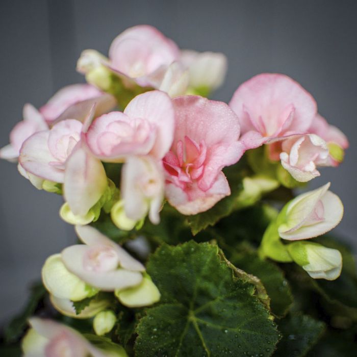 Roosbegoonia Ø 12 cm