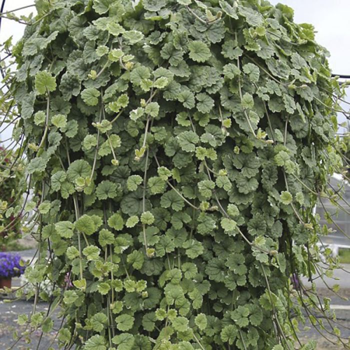 Suvelilleampel maajalg Ø 25 cm